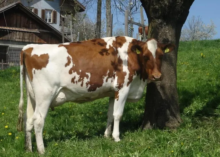 Hof Schuerweid By Interhome Appartement